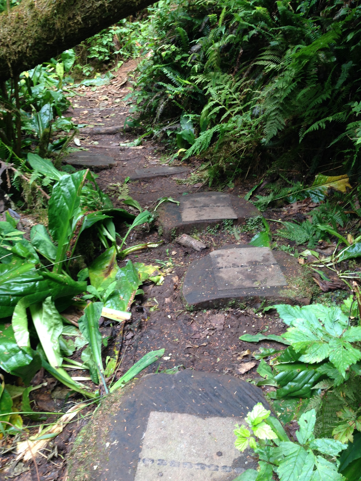 wholeheartedprovisions